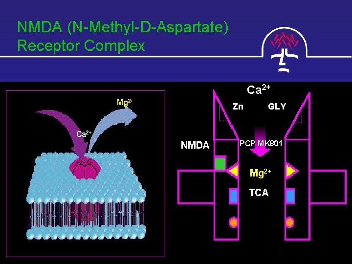 NMDA (N-Methyl-D-Aspartate) Receptor Complex Ca 2+ Mg 2+ Zn GLY Ca 2+ NMDA PCP