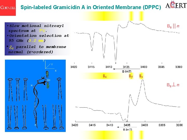 Spin-labeled Gramicidin A in Oriented Membrane (DPPC) B 0 || n • Slow motional