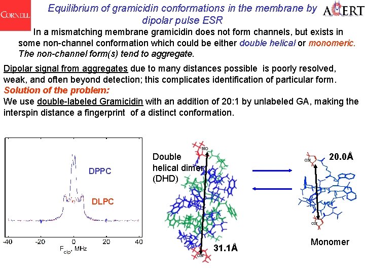 Equilibrium of gramicidin conformations in the membrane by dipolar pulse ESR In a mismatching