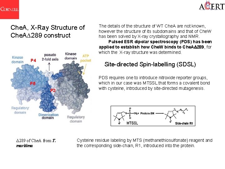 Che. A, X-Ray Structure of Che. A 289 construct P 4 The details of