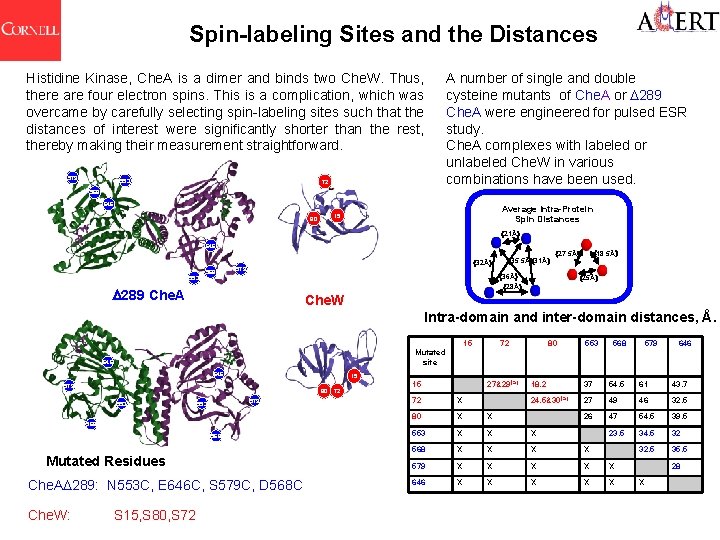 Spin-labeling Sites and the Distances Histidine Kinase, Che. A is a dimer and binds