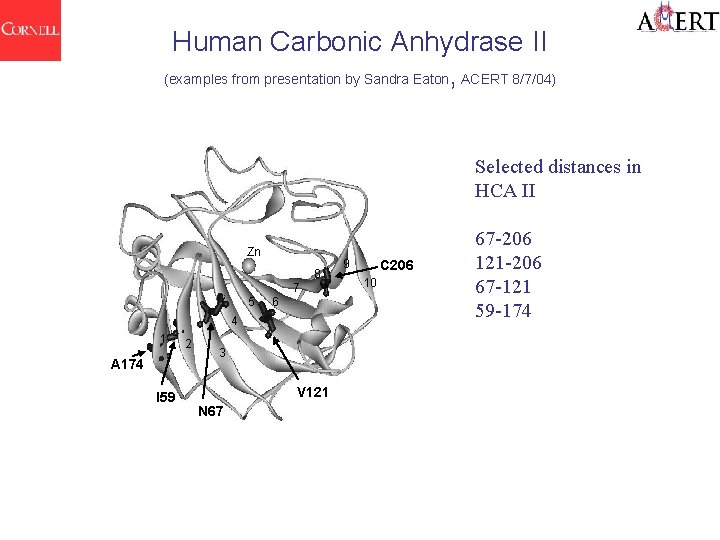 Human Carbonic Anhydrase II (examples from presentation by Sandra Eaton, ACERT 8/7/04) Selected distances