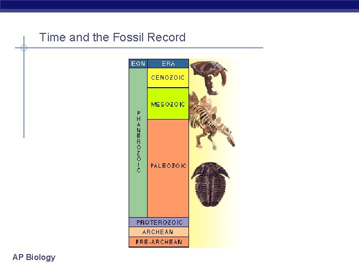 Time and the Fossil Record AP Biology 