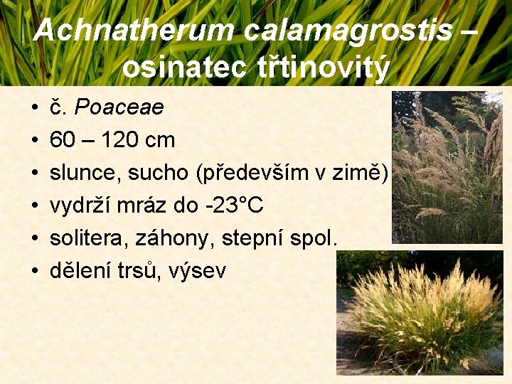 Achnatherum calamagrostis – osinatec třtinovitý • • • č. Poaceae 60 – 120 cm Achnatherum calamagrostis – osinatec třtinovitý • • • č. Poaceae 60 – 120 cm