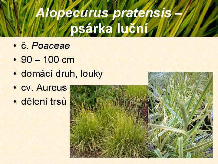 Alopecurus pratensis – psárka luční • • • č. Poaceae 90 – 100 cm Alopecurus pratensis – psárka luční • • • č. Poaceae 90 – 100 cm