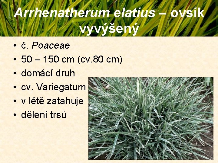 Arrhenatherum elatius – ovsík vyvýšený • • • č. Poaceae 50 – 150 cm Arrhenatherum elatius – ovsík vyvýšený • • • č. Poaceae 50 – 150 cm