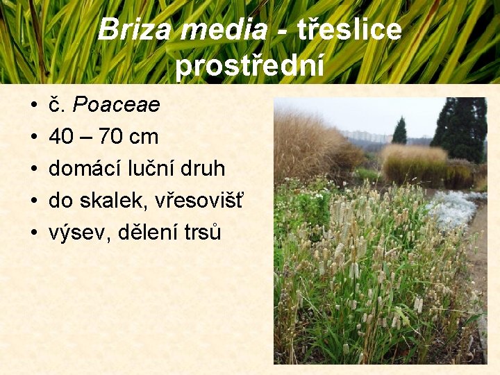 Briza media - třeslice prostřední • • • č. Poaceae 40 – 70 cm Briza media - třeslice prostřední • • • č. Poaceae 40 – 70 cm