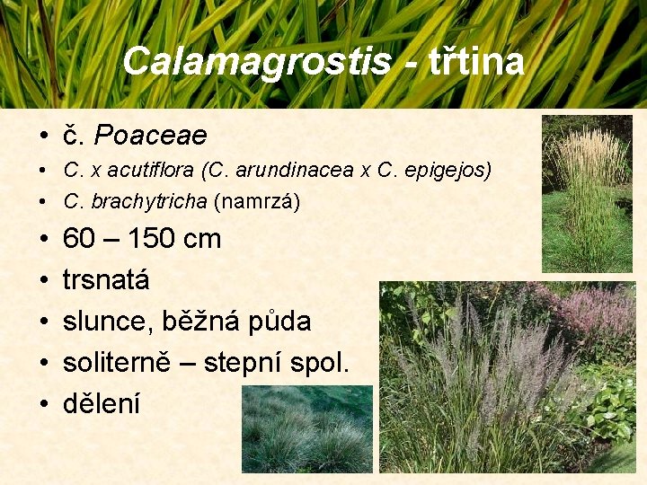 Calamagrostis - třtina • č. Poaceae • C. x acutiflora (C. arundinacea x C. Calamagrostis - třtina • č. Poaceae • C. x acutiflora (C. arundinacea x C.