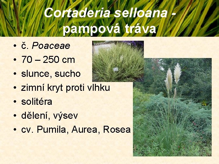 Cortaderia selloana pampová tráva • • č. Poaceae 70 – 250 cm slunce, sucho Cortaderia selloana pampová tráva • • č. Poaceae 70 – 250 cm slunce, sucho