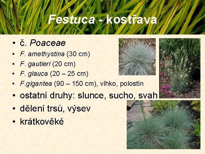 Festuca - kostřava • č. Poaceae • • F. amethystina (30 cm) F. gautieri Festuca - kostřava • č. Poaceae • • F. amethystina (30 cm) F. gautieri