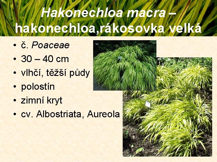 Hakonechloa macra – hakonechloa, rákosovka velká • • • č. Poaceae 30 – 40 Hakonechloa macra – hakonechloa, rákosovka velká • • • č. Poaceae 30 – 40
