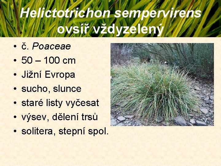 Helictotrichon sempervirens ovsíř vždyzelený • • č. Poaceae 50 – 100 cm Jižní Evropa Helictotrichon sempervirens ovsíř vždyzelený • • č. Poaceae 50 – 100 cm Jižní Evropa