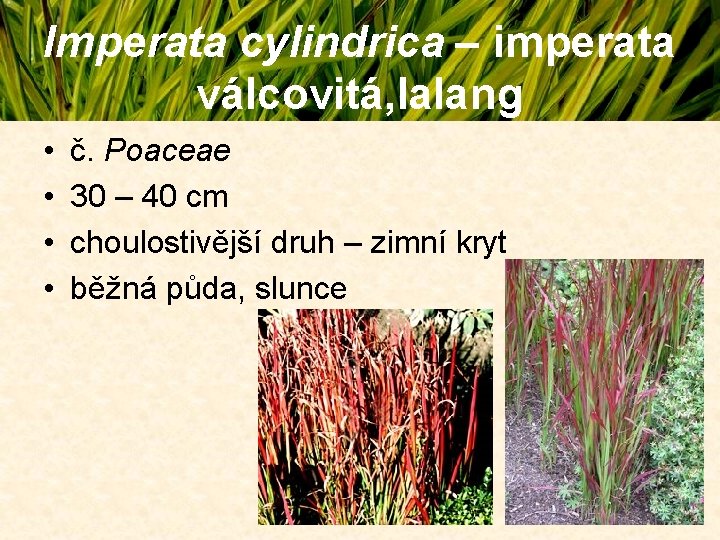 Imperata cylindrica – imperata válcovitá, lalang • • č. Poaceae 30 – 40 cm Imperata cylindrica – imperata válcovitá, lalang • • č. Poaceae 30 – 40 cm