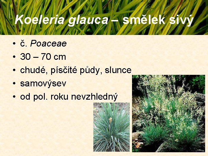 Koeleria glauca – smělek sivý • • • č. Poaceae 30 – 70 cm Koeleria glauca – smělek sivý • • • č. Poaceae 30 – 70 cm