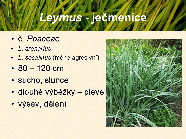 Leymus - ječmenice • č. Poaceae • L. arenarius • L. secalinus (méně agresivní) Leymus - ječmenice • č. Poaceae • L. arenarius • L. secalinus (méně agresivní)