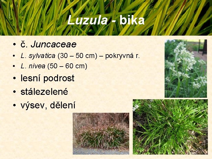 Luzula - bika • č. Juncaceae • L. sylvatica (30 – 50 cm) – Luzula - bika • č. Juncaceae • L. sylvatica (30 – 50 cm) –