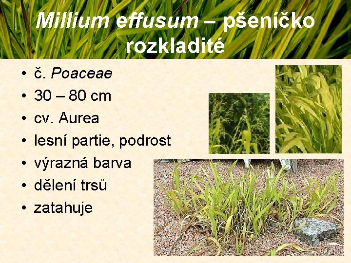 Millium effusum – pšeníčko rozkladité • • č. Poaceae 30 – 80 cm cv. Millium effusum – pšeníčko rozkladité • • č. Poaceae 30 – 80 cm cv.