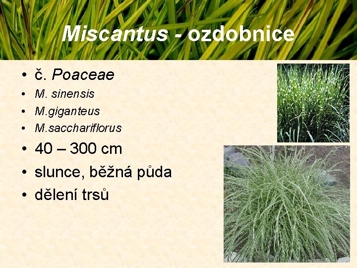 Miscantus - ozdobnice • č. Poaceae • M. sinensis • M. giganteus • M. Miscantus - ozdobnice • č. Poaceae • M. sinensis • M. giganteus • M.