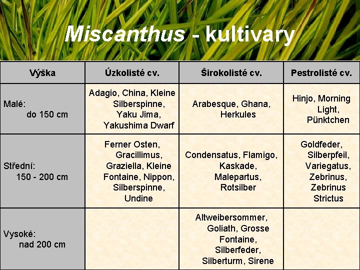 Miscanthus - kultivary Výška Malé: do 150 cm Střední: 150 - 200 cm Vysoké: Miscanthus - kultivary Výška Malé: do 150 cm Střední: 150 - 200 cm Vysoké: