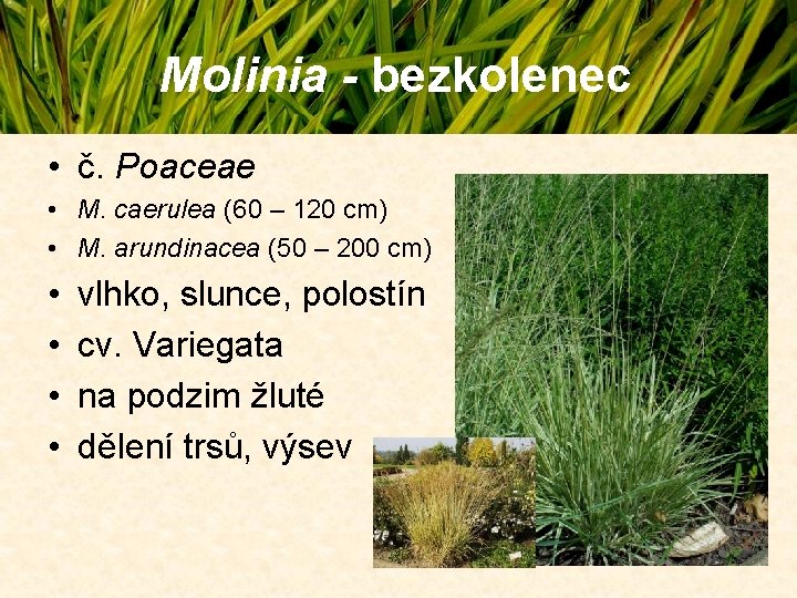 Molinia - bezkolenec • č. Poaceae • M. caerulea (60 – 120 cm) • Molinia - bezkolenec • č. Poaceae • M. caerulea (60 – 120 cm) •
