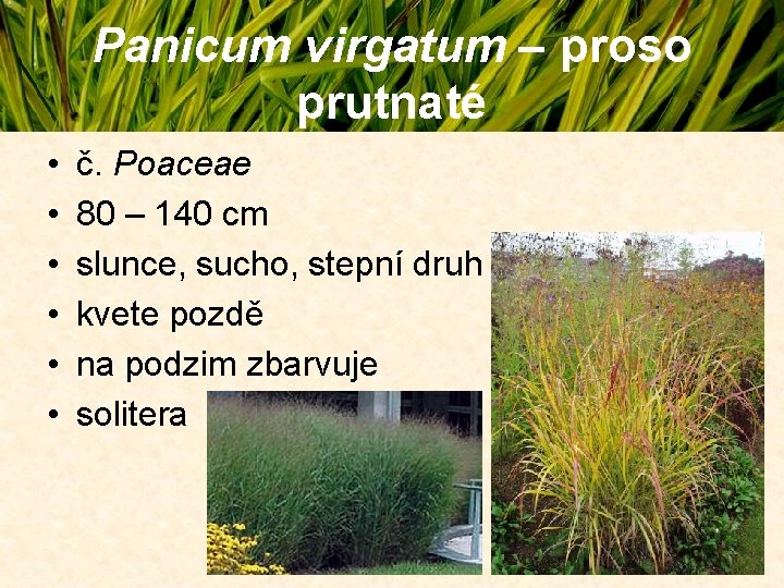 Panicum virgatum – proso prutnaté • • • č. Poaceae 80 – 140 cm Panicum virgatum – proso prutnaté • • • č. Poaceae 80 – 140 cm