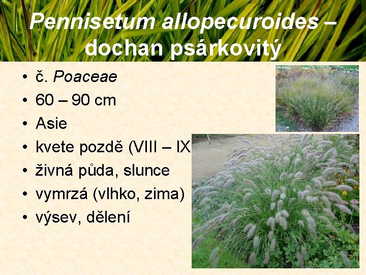 Pennisetum allopecuroides – dochan psárkovitý • • č. Poaceae 60 – 90 cm Asie Pennisetum allopecuroides – dochan psárkovitý • • č. Poaceae 60 – 90 cm Asie