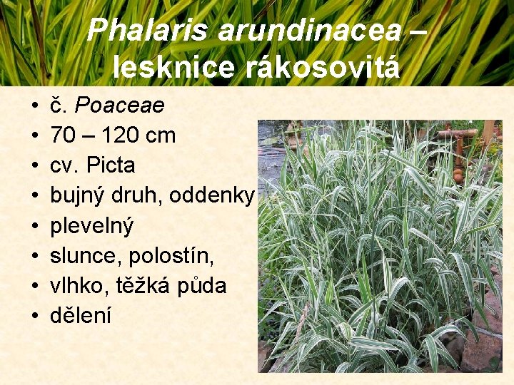 Phalaris arundinacea – lesknice rákosovitá • • č. Poaceae 70 – 120 cm cv. Phalaris arundinacea – lesknice rákosovitá • • č. Poaceae 70 – 120 cm cv.