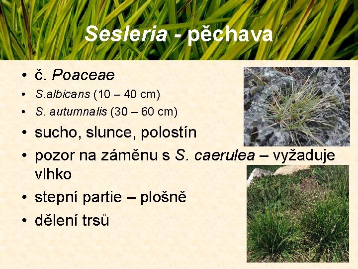 Sesleria - pěchava • č. Poaceae • S. albicans (10 – 40 cm) • Sesleria - pěchava • č. Poaceae • S. albicans (10 – 40 cm) •