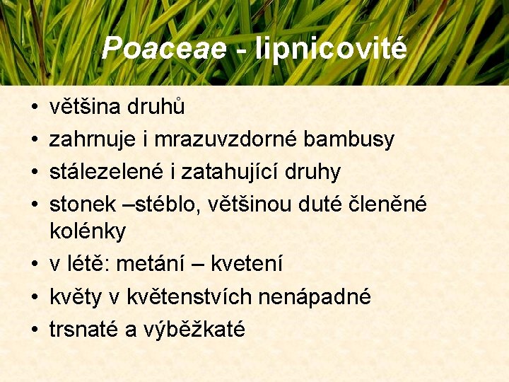 Poaceae - lipnicovité • • většina druhů zahrnuje i mrazuvzdorné bambusy stálezelené i zatahující Poaceae - lipnicovité • • většina druhů zahrnuje i mrazuvzdorné bambusy stálezelené i zatahující