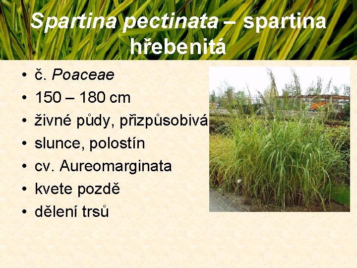 Spartina pectinata – spartina hřebenitá • • č. Poaceae 150 – 180 cm živné Spartina pectinata – spartina hřebenitá • • č. Poaceae 150 – 180 cm živné