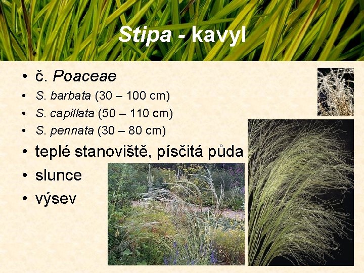Stipa - kavyl • č. Poaceae • S. barbata (30 – 100 cm) • Stipa - kavyl • č. Poaceae • S. barbata (30 – 100 cm) •