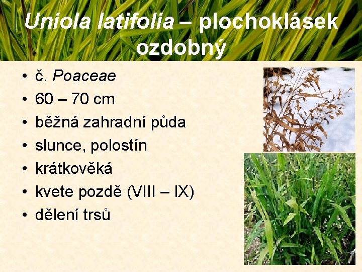 Uniola latifolia – plochoklásek ozdobný • • č. Poaceae 60 – 70 cm běžná Uniola latifolia – plochoklásek ozdobný • • č. Poaceae 60 – 70 cm běžná