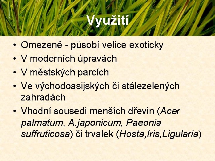 Využití • • Omezené - působí velice exoticky V moderních úpravách V městských parcích Využití • • Omezené - působí velice exoticky V moderních úpravách V městských parcích