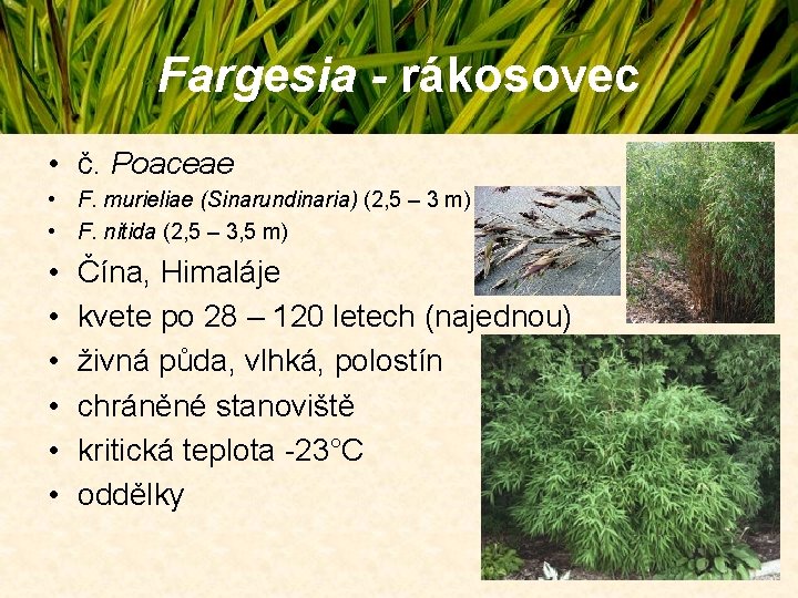 Fargesia - rákosovec • č. Poaceae • F. murieliae (Sinarundinaria) (2, 5 – 3 Fargesia - rákosovec • č. Poaceae • F. murieliae (Sinarundinaria) (2, 5 – 3