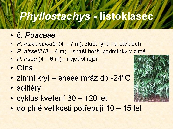 Phyllostachys - listoklasec • č. Poaceae • P. aureosulcata (4 – 7 m), žlutá Phyllostachys - listoklasec • č. Poaceae • P. aureosulcata (4 – 7 m), žlutá