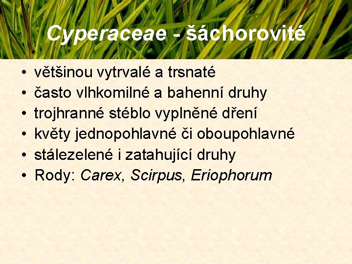 Cyperaceae - šáchorovité • • • většinou vytrvalé a trsnaté často vlhkomilné a bahenní Cyperaceae - šáchorovité • • • většinou vytrvalé a trsnaté často vlhkomilné a bahenní