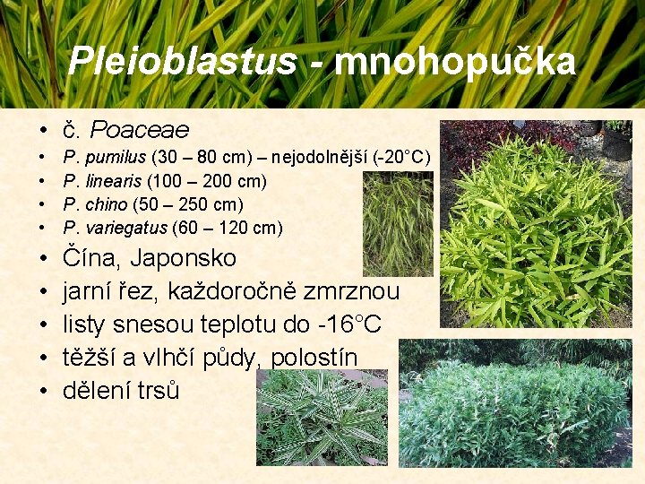 Pleioblastus - mnohopučka • č. Poaceae • • P. pumilus (30 – 80 cm) Pleioblastus - mnohopučka • č. Poaceae • • P. pumilus (30 – 80 cm)