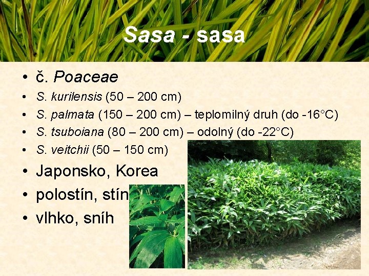 Sasa - sasa • č. Poaceae • • S. kurilensis (50 – 200 cm) Sasa - sasa • č. Poaceae • • S. kurilensis (50 – 200 cm)