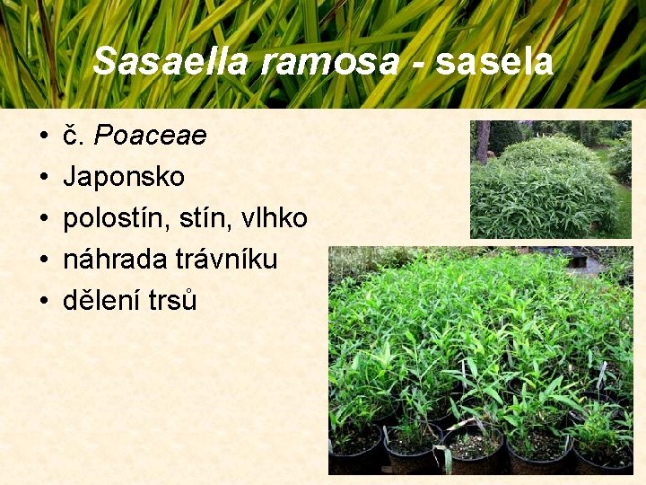 Sasaella ramosa - sasela • • • č. Poaceae Japonsko polostín, vlhko náhrada trávníku Sasaella ramosa - sasela • • • č. Poaceae Japonsko polostín, vlhko náhrada trávníku