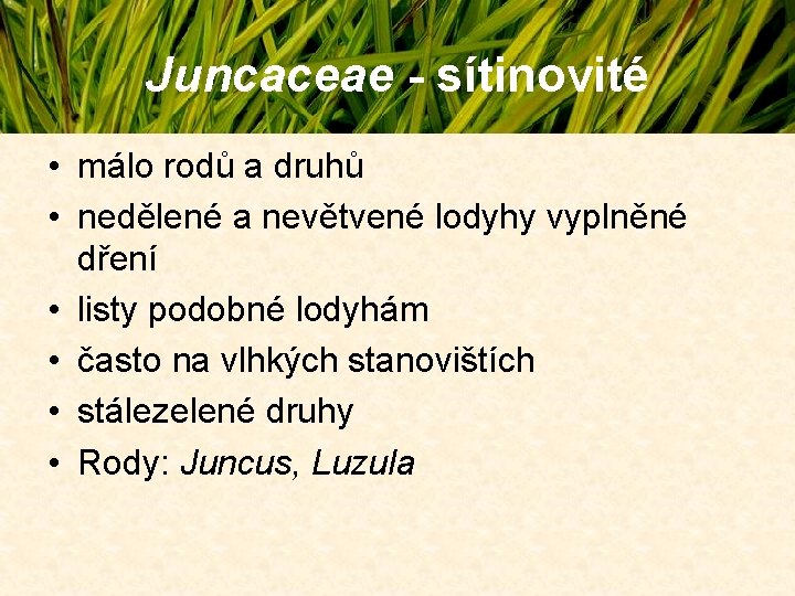 Juncaceae - sítinovité • málo rodů a druhů • nedělené a nevětvené lodyhy vyplněné Juncaceae - sítinovité • málo rodů a druhů • nedělené a nevětvené lodyhy vyplněné