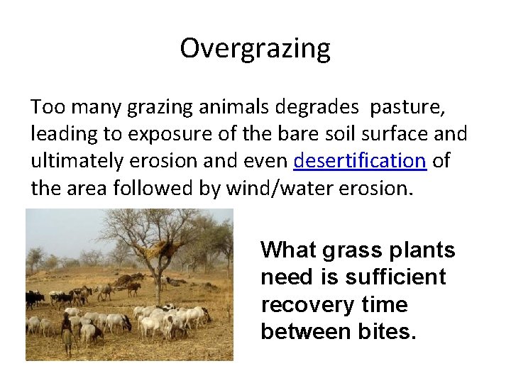 Overgrazing Too many grazing animals degrades pasture, leading to exposure of the bare soil