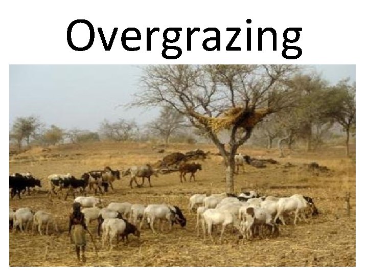 Overgrazing 