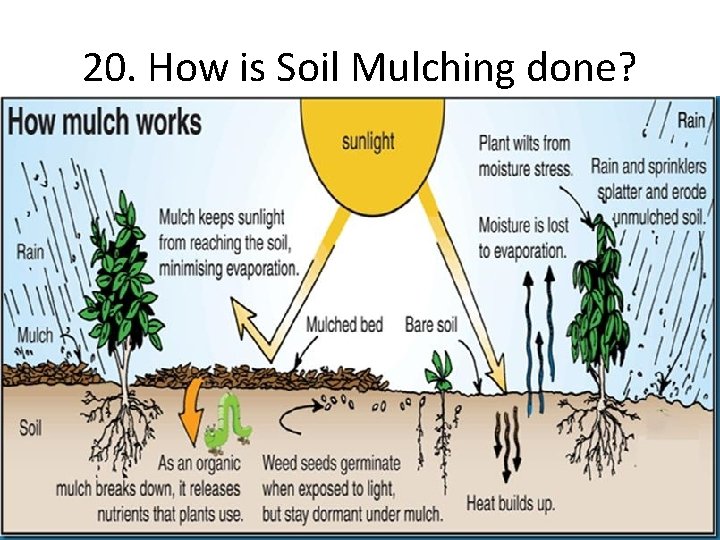 20. How is Soil Mulching done? 