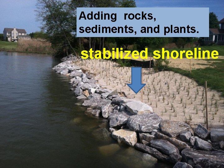 Adding rocks, sediments, and plants. stabilized shoreline 