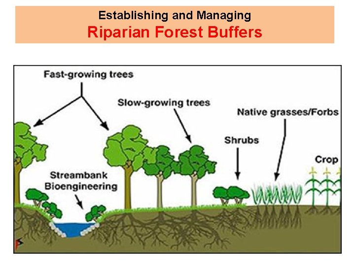 Establishing and Managing Riparian Forest Buffers 