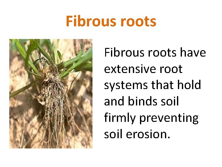 Fibrous roots have extensive root systems that hold and binds soil firmly preventing soil