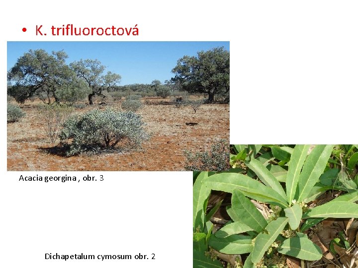  • K. trifluoroctová Acacia georgina , obr. 3 Dichapetalum cymosum obr. 2 
