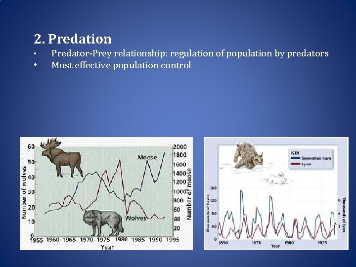 2. Predation • • Predator-Prey relationship: regulation of population by predators Most effective population