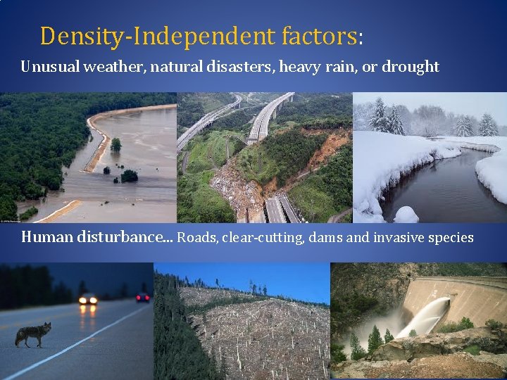 Density-Independent factors: Unusual weather, natural disasters, heavy rain, or drought Human disturbance. . .