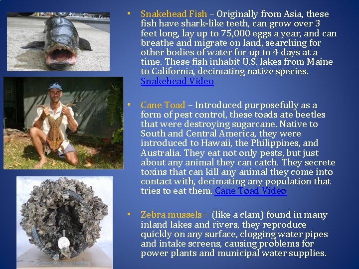  • Snakehead Fish – Originally from Asia, these fish have shark-like teeth, can